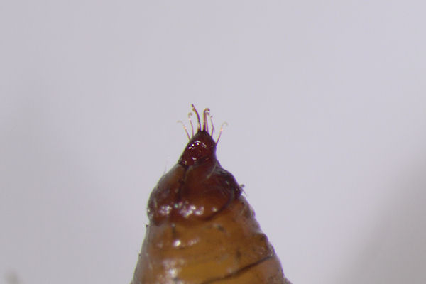 Eupithecia assimilata: Bild 46