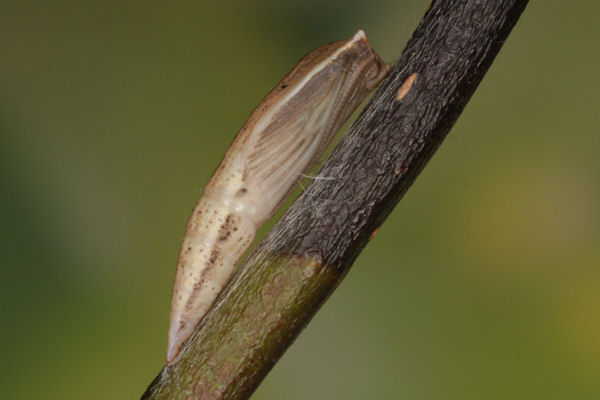 Cyclophora pendularia: Bild 83