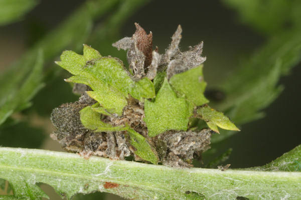 Antonechloris smaragdaria: Bild 10