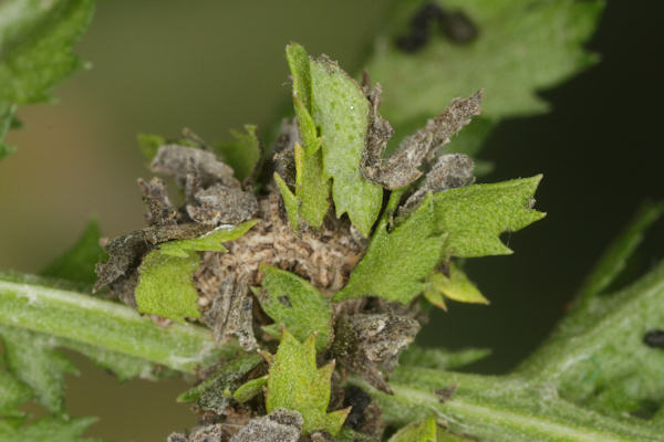 Antonechloris smaragdaria: Bild 11