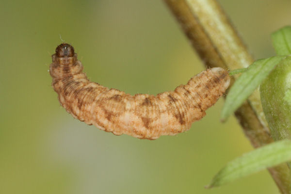Eupithecia denotata: Bild 15
