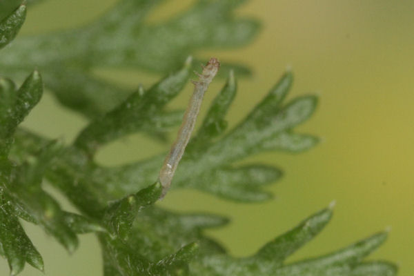 Eupithecia tripunctaria: Bild 9