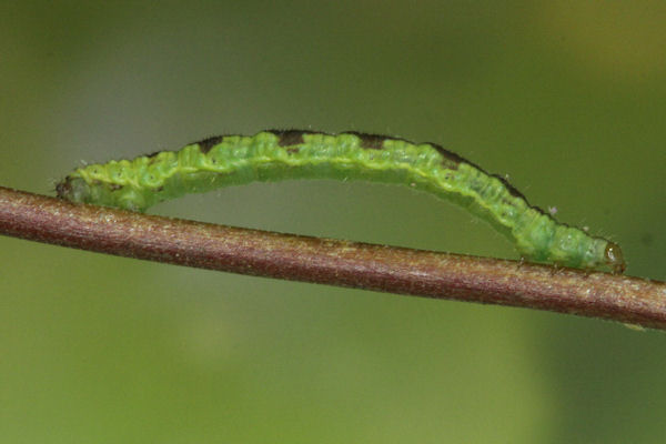 Eupithecia laquaearia: Bild 1