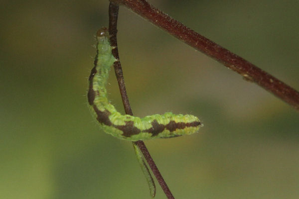 Eupithecia laquaearia: Bild 9