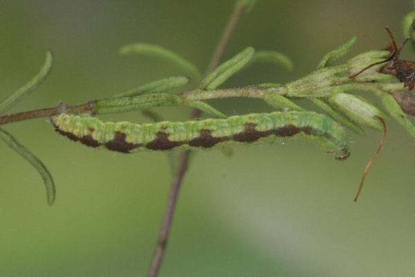 Eupithecia laquaearia: Bild 10