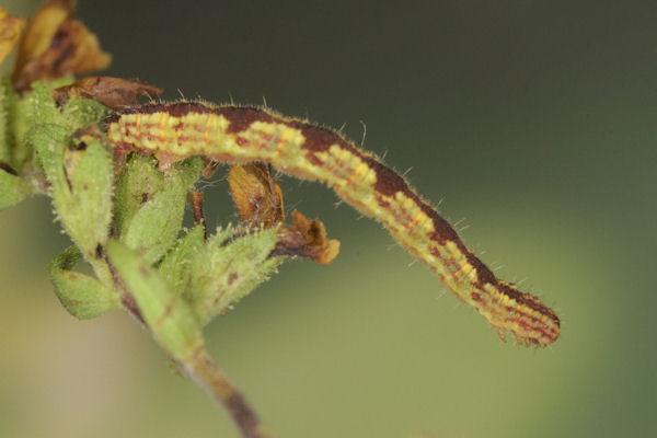 Eupithecia laquaearia: Bild 16
