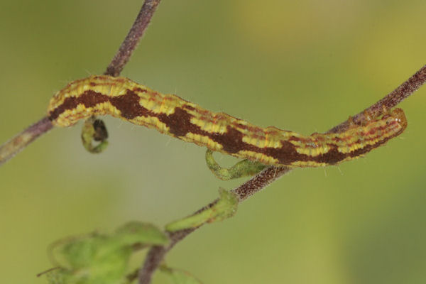 Eupithecia laquaearia: Bild 21