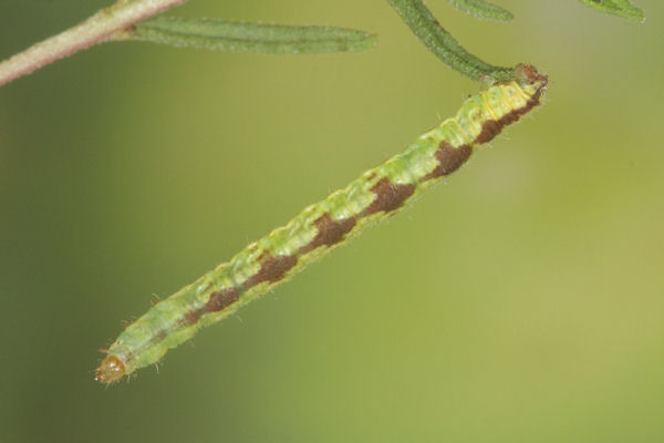 Eupithecia laquaearia: Bild 22