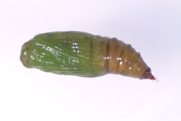 Eupithecia laquaearia: Bild 27