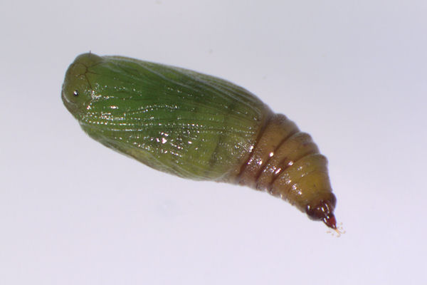 Eupithecia laquaearia: Bild 28