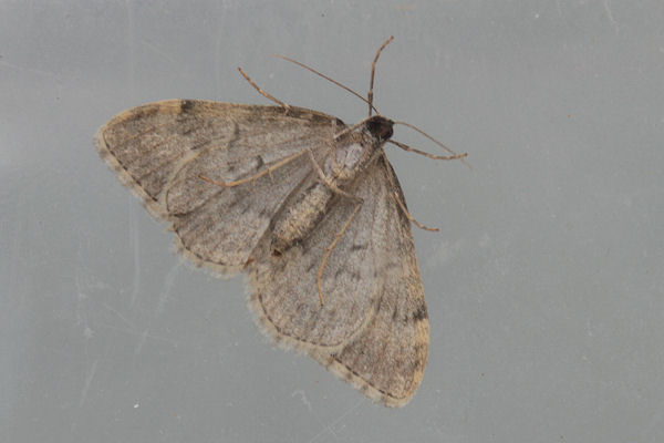 Coenotephria ablutaria hangayi: Bild 35