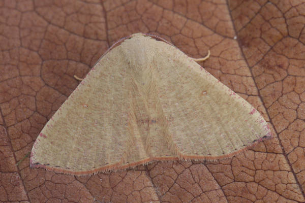 Cyclophora puppillaria: Bild 13
