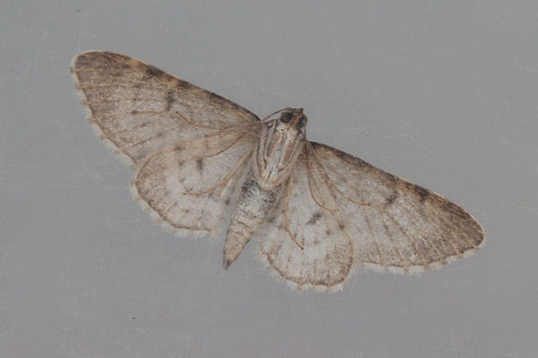 Eupithecia semigraphata: Bild 9