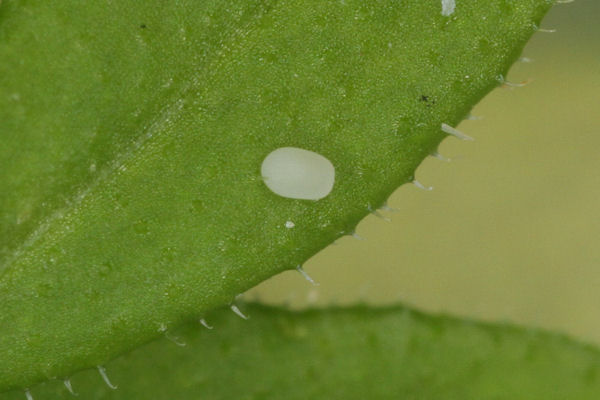 Euphyia frustata: Bild 1