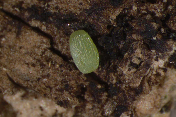 Agriopis aurantiaria: Bild 1