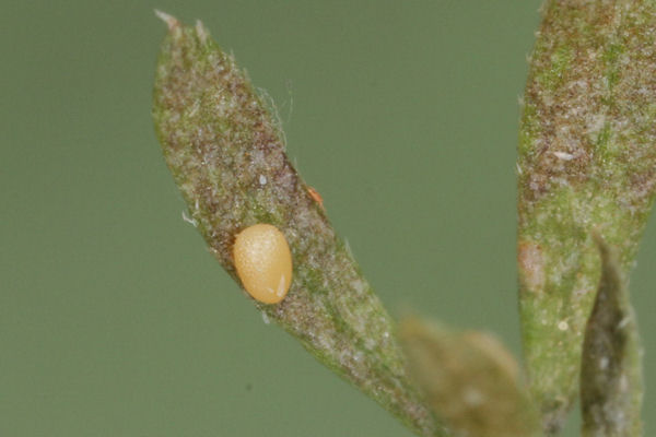 Coenotephria ablutaria hangayi: Bild 4