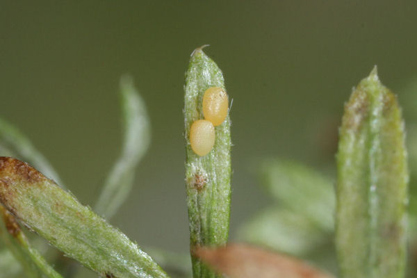 Coenotephria ablutaria hangayi: Bild 5
