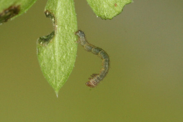 Coenotephria ablutaria hangayi: Bild 13