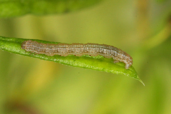 Coenotephria ablutaria hangayi: Bild 17