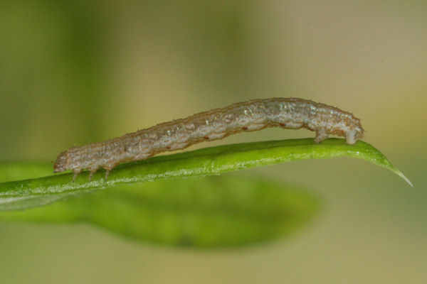 Coenotephria ablutaria hangayi: Bild 18