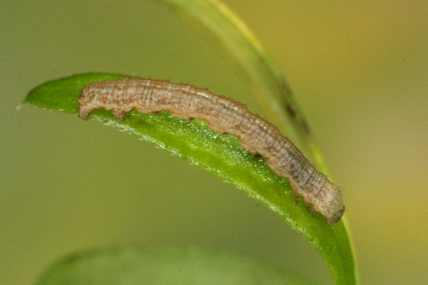Coenotephria ablutaria hangayi: Bild 19