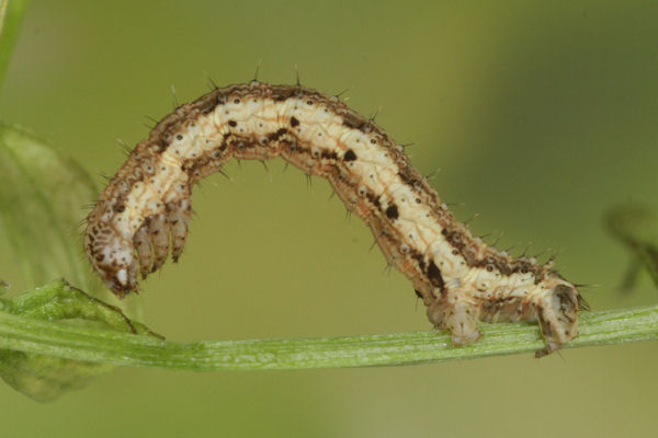 Coenotephria ablutaria hangayi: Bild 28