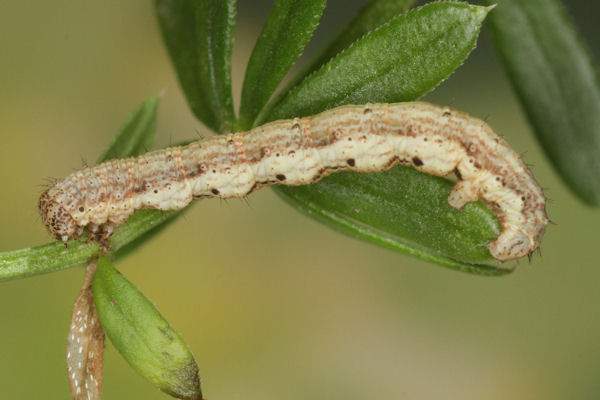 Coenotephria ablutaria hangayi: Bild 35