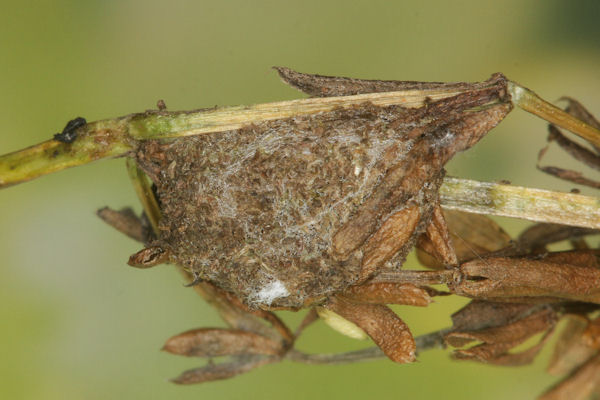 Coenotephria ablutaria hangayi: Bild 49