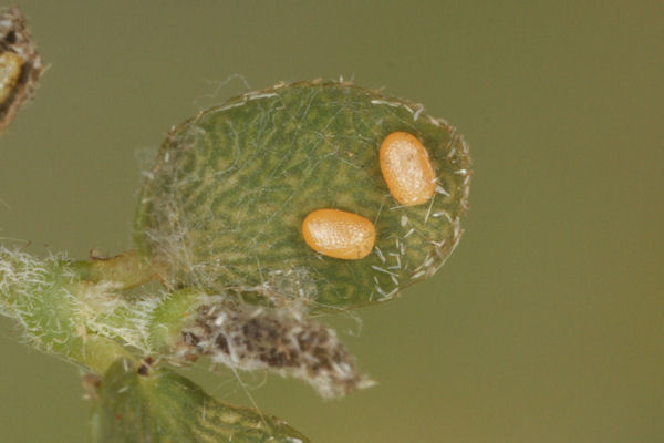 Coenotephria ablutaria hangayi: Bild 9