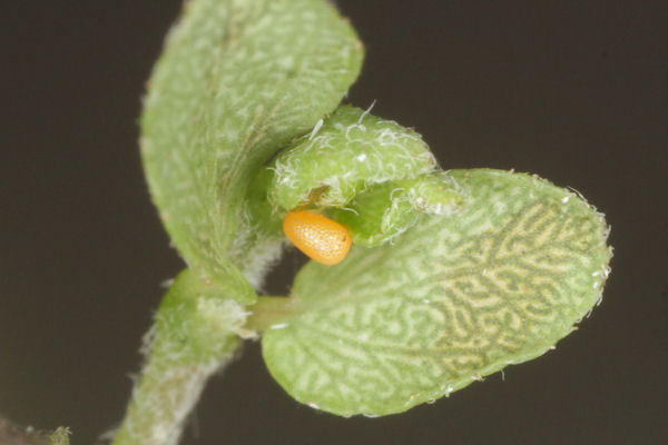 Coenotephria ablutaria hangayi: Bild 10
