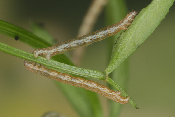 Coenotephria ablutaria hangayi: Bild 21