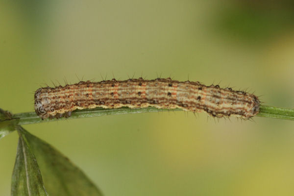 Coenotephria ablutaria hangayi: Bild 39