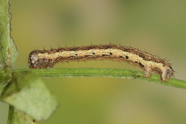 Coenotephria ablutaria hangayi: Bild 40