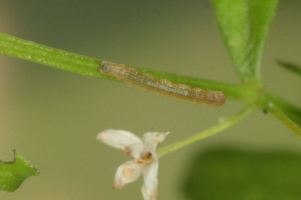 Coenotephria ablutaria hangayi: Bild 22