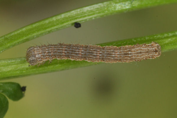 Coenotephria ablutaria hangayi: Bild 25