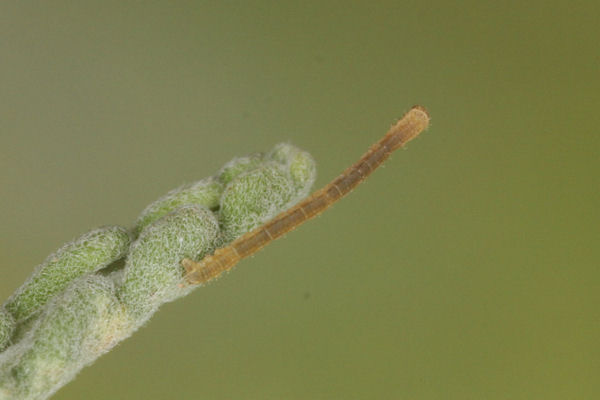 Eupithecia semigraphata: Bild 5