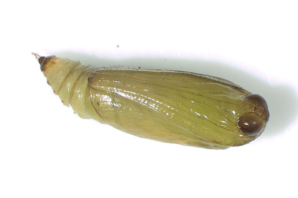 Coenotephria ablutaria hangayi: Bild 42