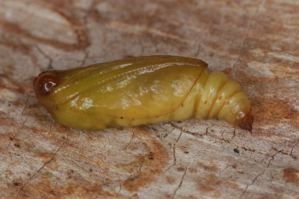 Coenotephria ablutaria hangayi: Bild 44