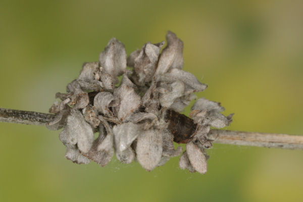 Antonechloris smaragdaria: Bild 22