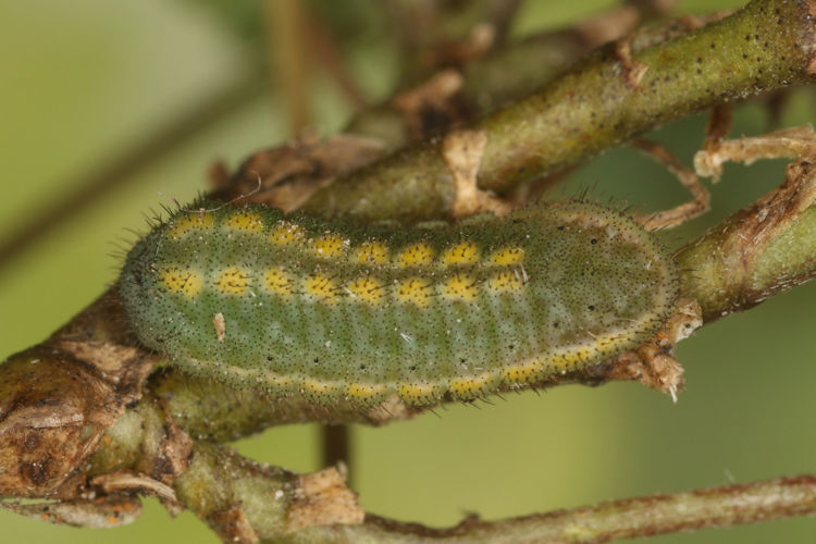 Polyommatus bellargus: Bild 2