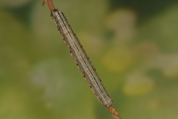Scotopteryx bipunctaria: Bild 23