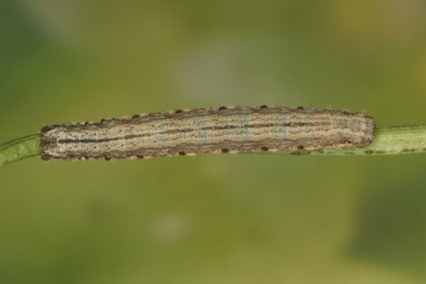 Scotopteryx bipunctaria: Bild 24