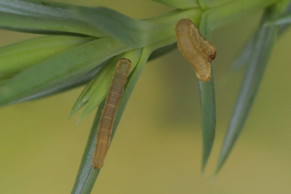 Eupithecia intricata: Bild 15