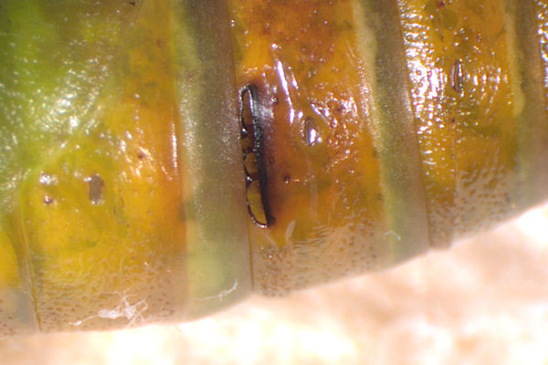 Ascotis selenaria: Bild 32