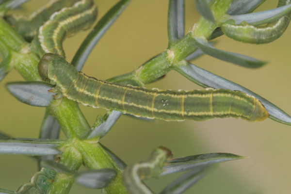 Eupithecia intricata: Bild 29