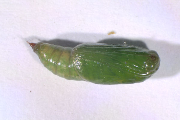 Eupithecia intricata: Bild 43