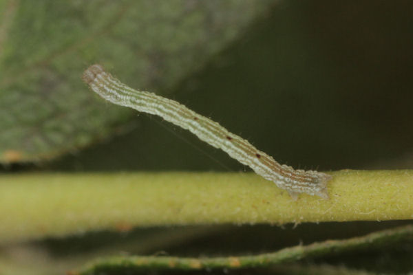 Cyclophora annularia: Bild 22