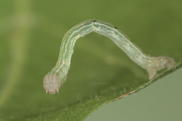 Cyclophora annularia: Bild 26