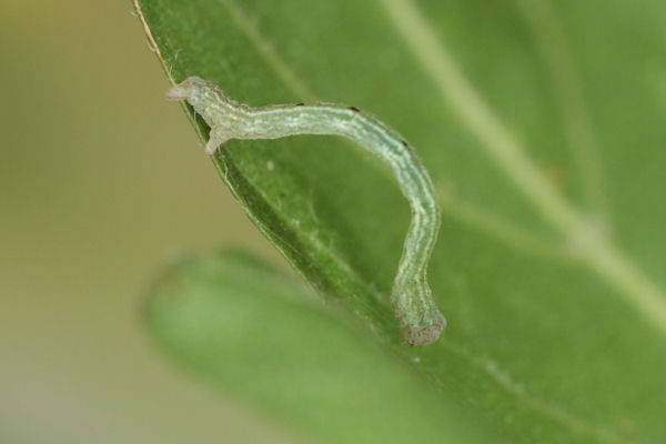 Cyclophora annularia: Bild 29