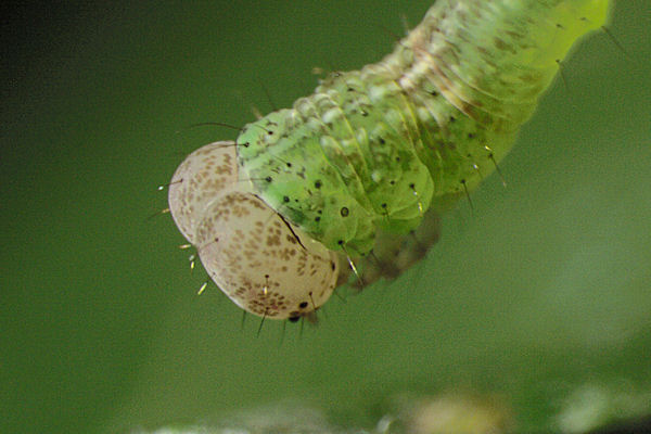 Cyclophora annularia: Bild 38